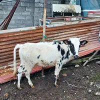 فروش گوساله ماده  دورگ اصل