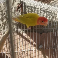 طوطی برزیلی و عروس هلندی