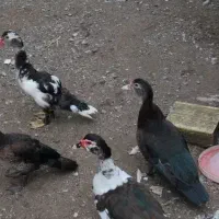 اسرائیلی|حیوانات مزرعه|بندر انزلی, کلیور|دیوار