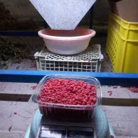 زرشک تازه دانه شده|خوردنی و آشامیدنی|قهستان, |دیوار