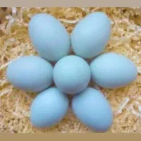نیمچه مرغ خروس نژاددار