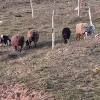 با سلام ۴ عدد میش رومانوف