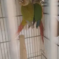 طوطی گرینچیک مولد