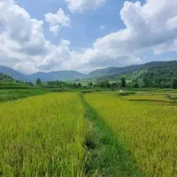 جمع آوری بسته های پستی از محل