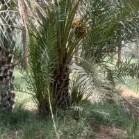 دمیت بریمی درجه یک ۱۰۰ عدد|خدمات باغبانی و درختکاری|بوشهر, |دیوار