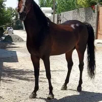 کره سهراب جعفری
