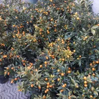 نهال کامکوآت ۲ الی ۳ ساله مناسب خانه و باغچه