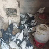 کبوتر خوب پرواز|پرنده|سیه رود, |دیوار