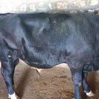 گوساله سیمینتال اصل