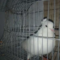 کبوتر پرشی نر ماده به شرط تخم