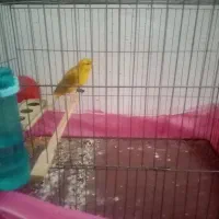 یه جفت قناری نر و ماده دارم هنوز جفت گیری نکردم