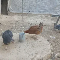 انواع مرغ و خروس و نیمچه|حیوانات مزرعه|وحیدیه, |دیوار