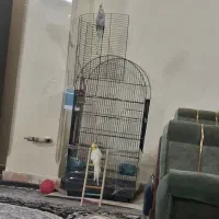 یه جفت عروس هلندی با قفس