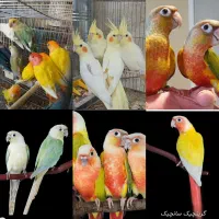 خرید وفروش پرندگان