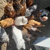 مرغ و خروس|حیوانات مزرعه|تایباد, |دیوار