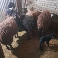 گوسفند|حیوانات مزرعه|بزینه رود, |دیوار