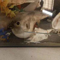 آکواریوم ماهی|ماهی|شیراز, شهرک برف فروشان|دیوار