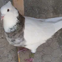 طوقی سور سفید