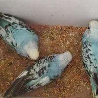 یک جفت مرغ عشق با بچه