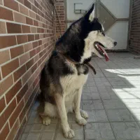 سگ هاسکی|سگ|تربت‌حیدریه, منظر|دیوار