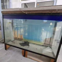 آکواریوم ماهی زینتی