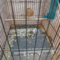 ماده سرحال ۱۵ماهه