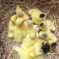 ۱۱ عددجوجه هردک اسرائیلی سفید دونه ای ۲۰۰