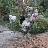 مرغ و خروس برهما