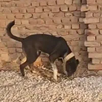 واگذاری فوری سگ افغان و ژرمن شولاین|سگ|یزد, |دیوار