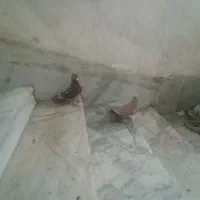 سرخ دمرخ ضمانت پرش سرخ کاکل مینا زردم|پرنده|زاهدان, |دیوار