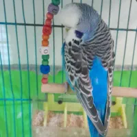 عروس هلندی و مرغ عشق انگلیسی|پرنده|کرج, حصار|دیوار