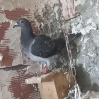 جوجه دوبر