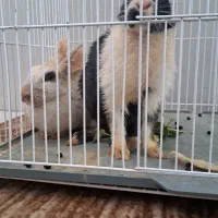 خرگوش فروشی