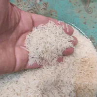 برنج اعلی کشت زمین پدری م هست