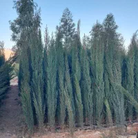 نهال|خدمات باغبانی و درختکاری|ملارد, |دیوار