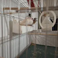 فنج بنگالی|پرنده|پاکدشت, حصار امیر|دیوار