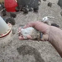 بلدرچین بالغ و جوجه بلدرچین اردک پکنی