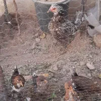 مرغ گلین|حیوانات مزرعه|قرچک, داوود آباد|دیوار