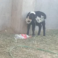 بره ماده لنگ جمل شیرسوز