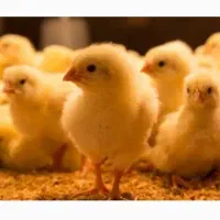 فروش ویژه جوجه یک‌روزه گوشتی راس فروش چکی