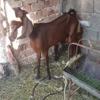 ۳تاگوسفندآپست