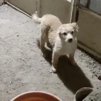 واگذاری توله نر ماده قدرجونی|سگ|دهاقان, |دیوار