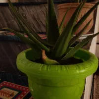 گل‌و‌گیاه‌طبیعی‌|گل و گیاه طبیعی|بروجرد, |دیوار