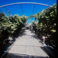 سرایدار خانم