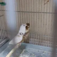 فنج بنگالی قناری سهره|پرنده|همدان, |دیوار