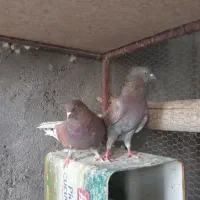 نرماده پرشی|پرنده|اردکان, |دیوار