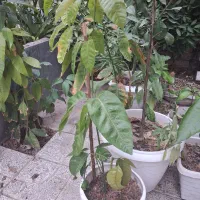 نهال انبه|گل و گیاه طبیعی|مرودشت, فاز اول شهرک فرهنگیان|دیوار