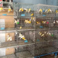 تعداد 70عدد قناری‌ سوپری وسفید طلایی مست پس بالا