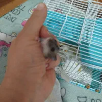 همستر|موش و خرگوش|تهران, شهرک غرب|دیوار