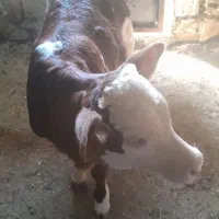 گاو و گوساله|حیوانات مزرعه|پاتاوه, |دیوار